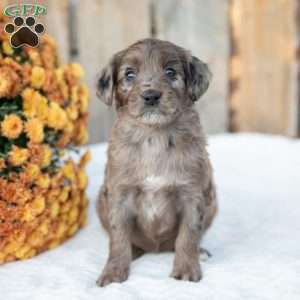 Paige, Mini Goldendoodle Puppy